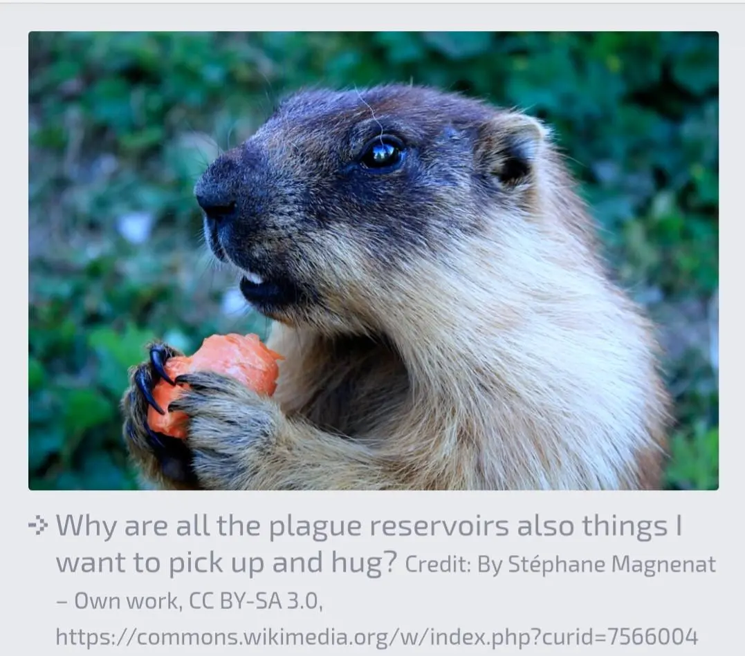 Screenshot from.the Ars Technica article. Photo of an adorable marmot snacking on what I think is probably a strawberry. Caption is: 

Why are all the plague reservoirs also things I want to pick up and hug?&nbsp;Credit: By Stéphane Magnenat – Own work, CC BY-SA 3.0, https://commons.wikimedia.org/w/index.php?curid=7566004