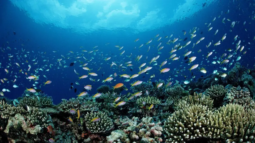 NOAA is putting commercial fishing ahead of conservation