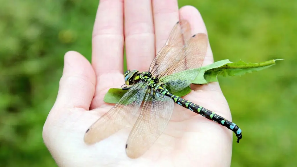 Leading explanation for ancient giant, flying insects gets squashed
