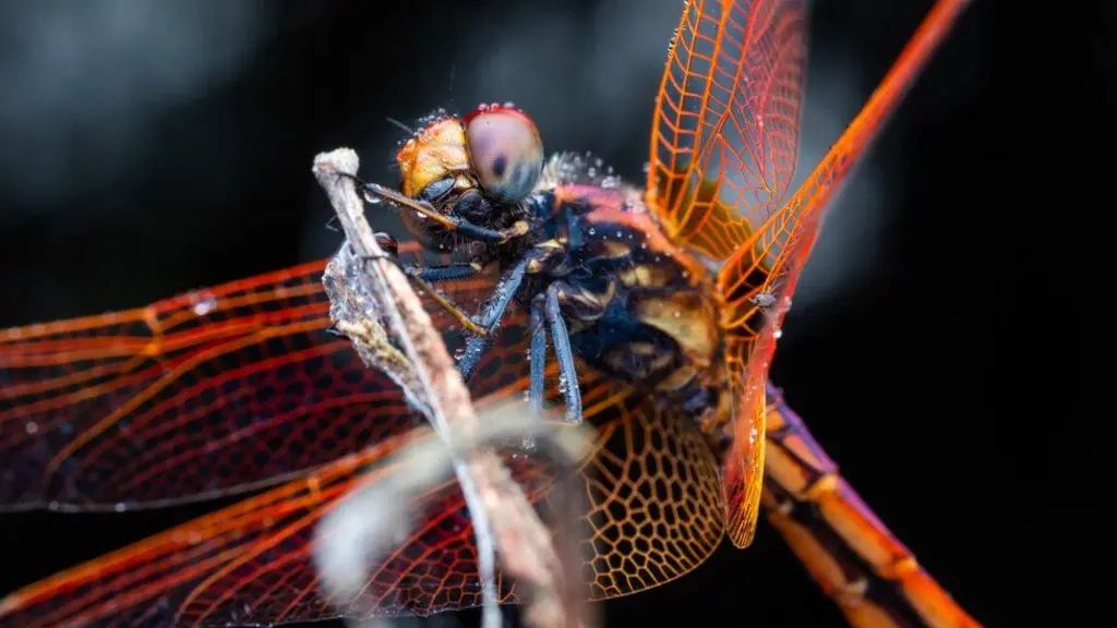 Dragonflies maneuver like fighter pilots