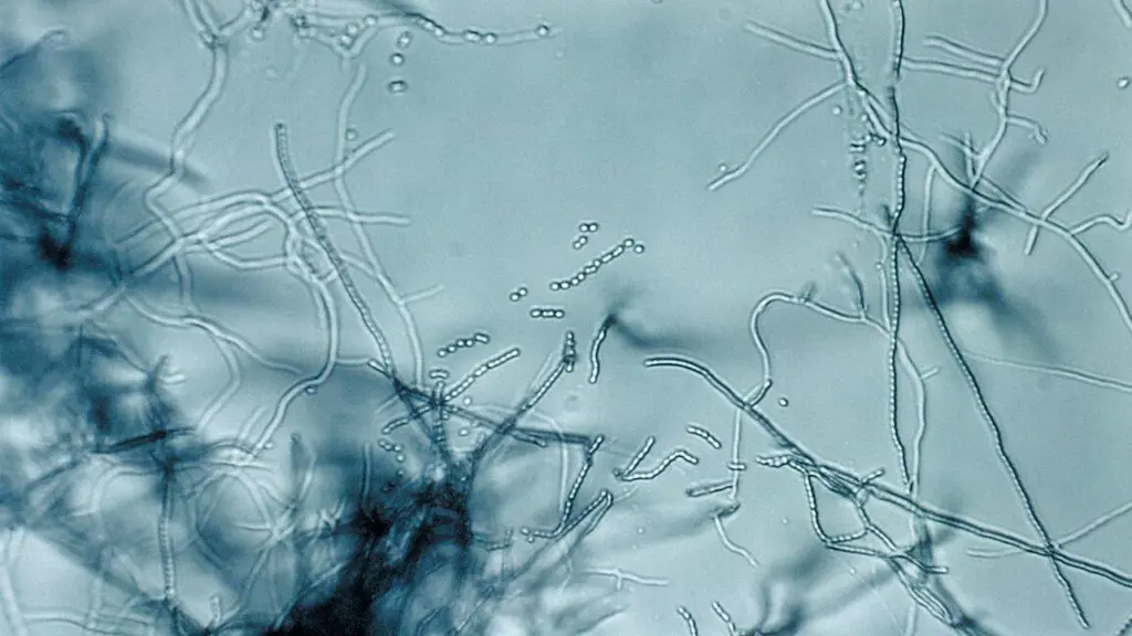 Antibiotic "megacluster" discovery provides new strategy to fight superbugs