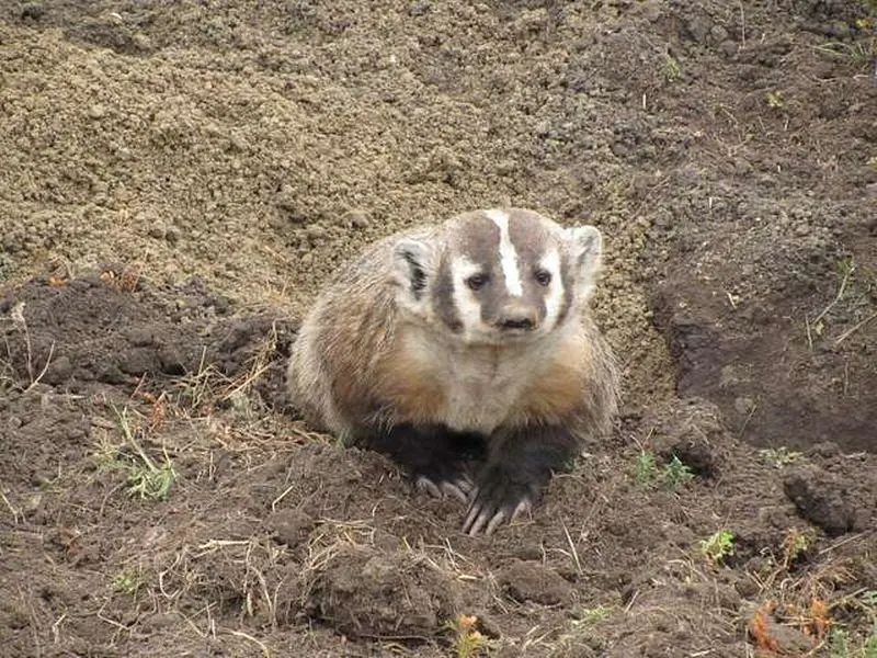 Don't Mess With the American Badger
