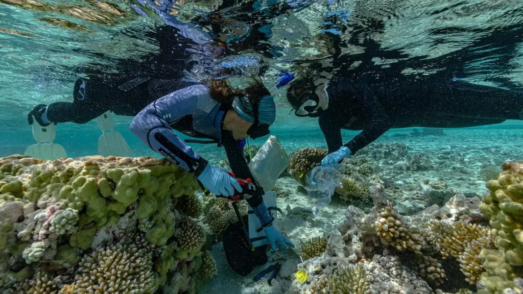 Seabirds, forests and coral could help save sinking islands