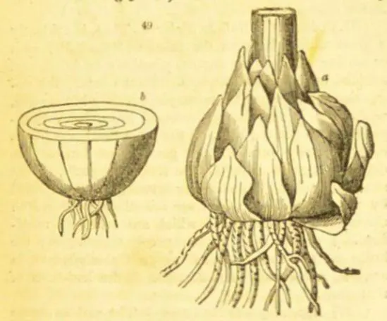 Cambridge offers botany course that inspired Darwin after rare archive uncovered