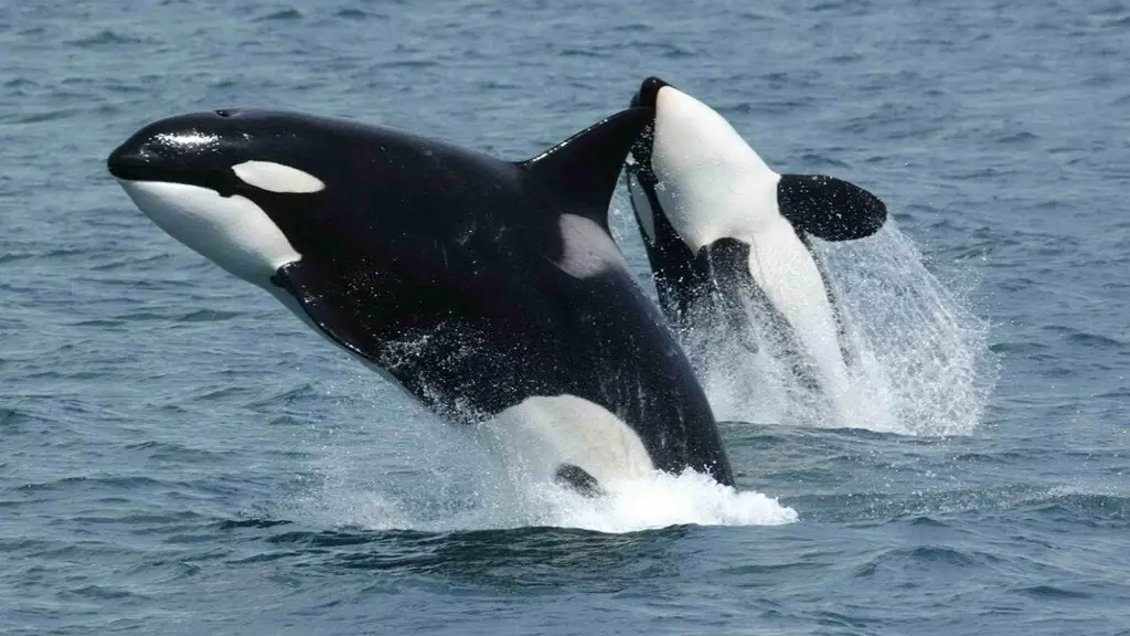 Orcas team up to ram sunfish until they explode