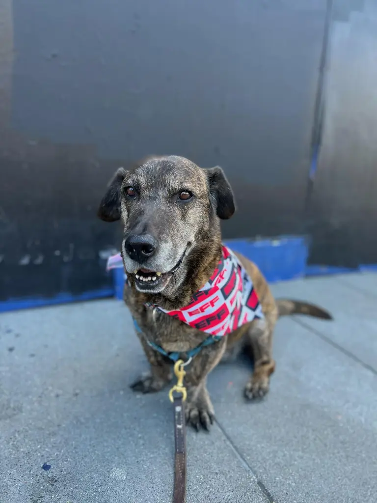 At EFF, we believe only one thing is cuter than our pets and that's our pets…