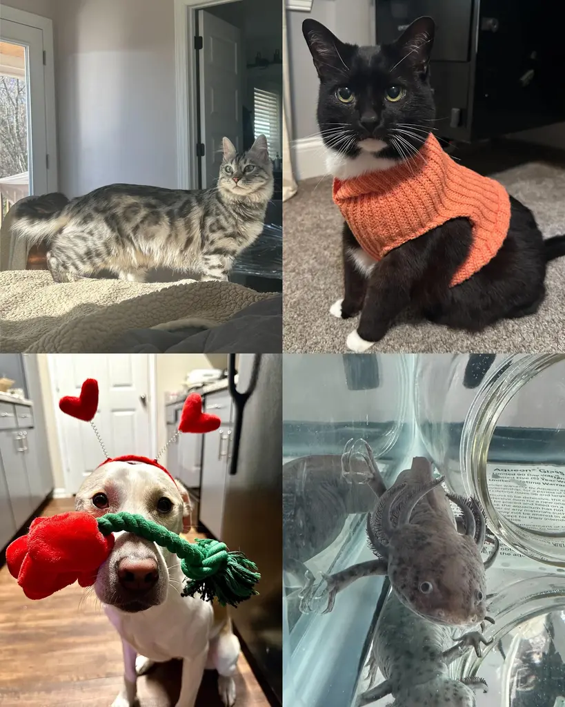 If you think our tools are cute, wait until you see our coworkers. 🐱✨