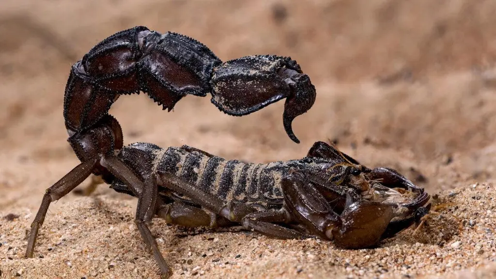 Scorpions go terminator mode and reinforce their weapons with metal