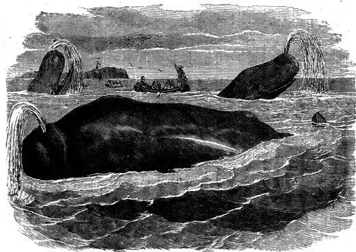 The Lost Vocabulary of Whaling - A forensic glossary