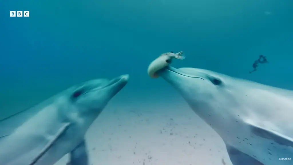 【世界海豚日快樂！】