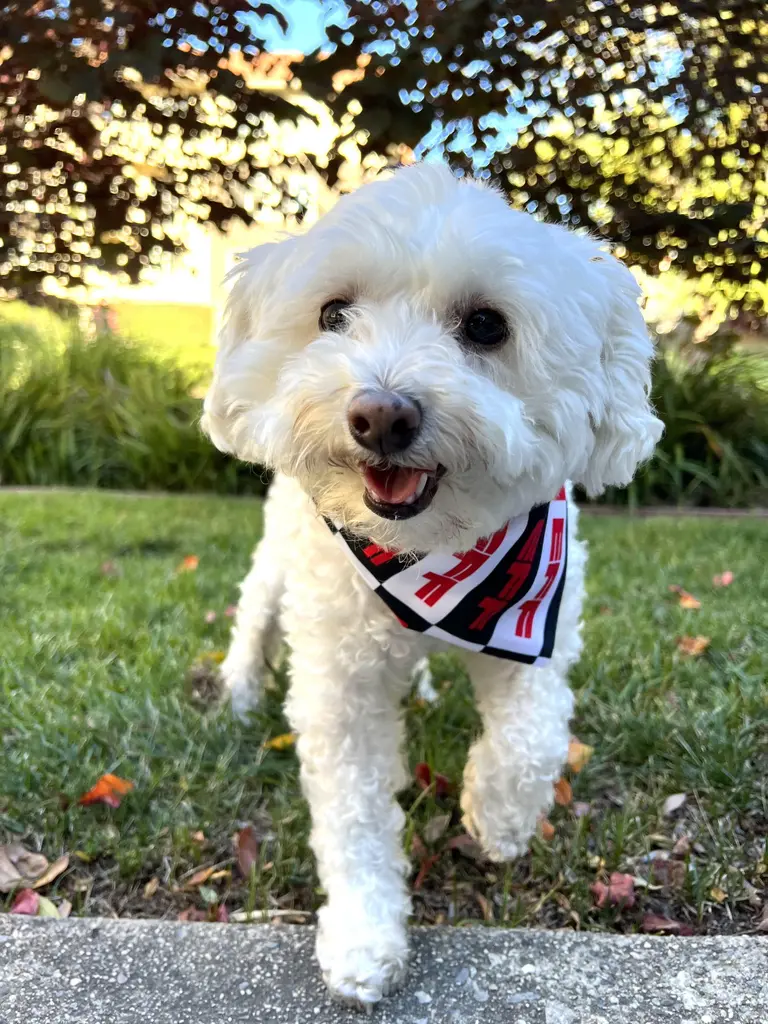 At EFF, we believe only one thing is cuter than our pets and that's our pets…