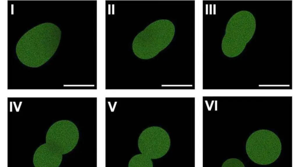 Artificial cell manages a few rounds of cell division