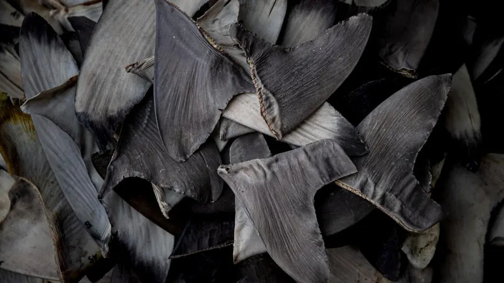 China’s shark finning could lead to US seafood sanctions