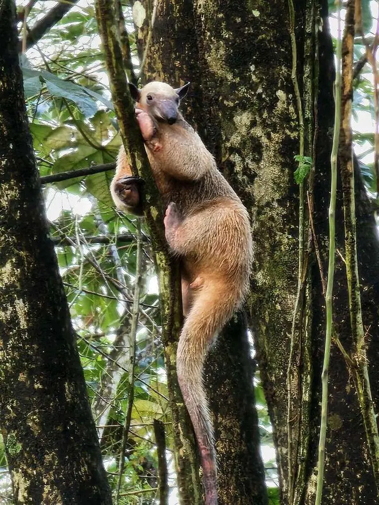 The Cutest Anteater You've Never Heard Of