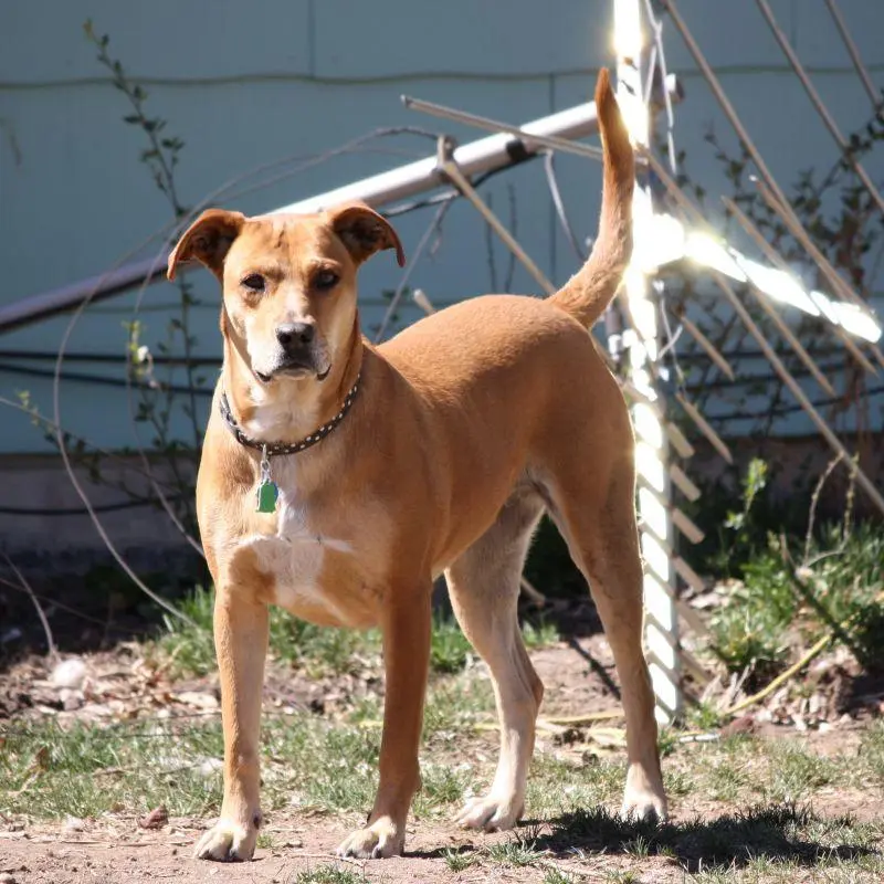 How I Learned to Love My Dog By Observing His Behavior
