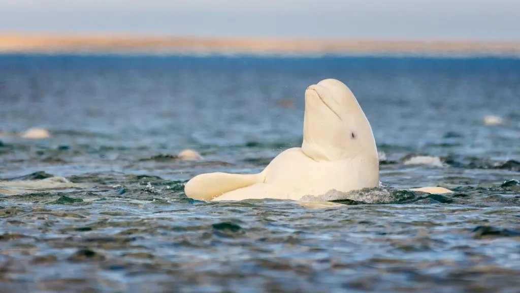 Belugas may pass the mirror test—but does the mirror test still pass?