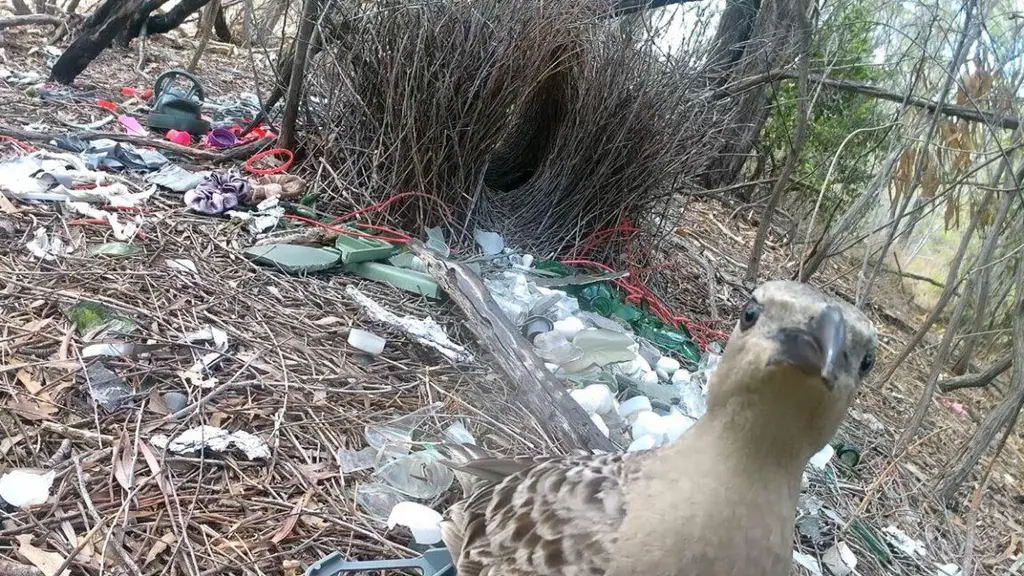 Male bowerbirds prefer colorful human items to decorate bowers