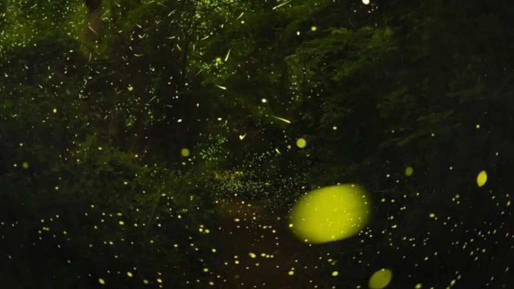 The science of how fireflies stay in sync