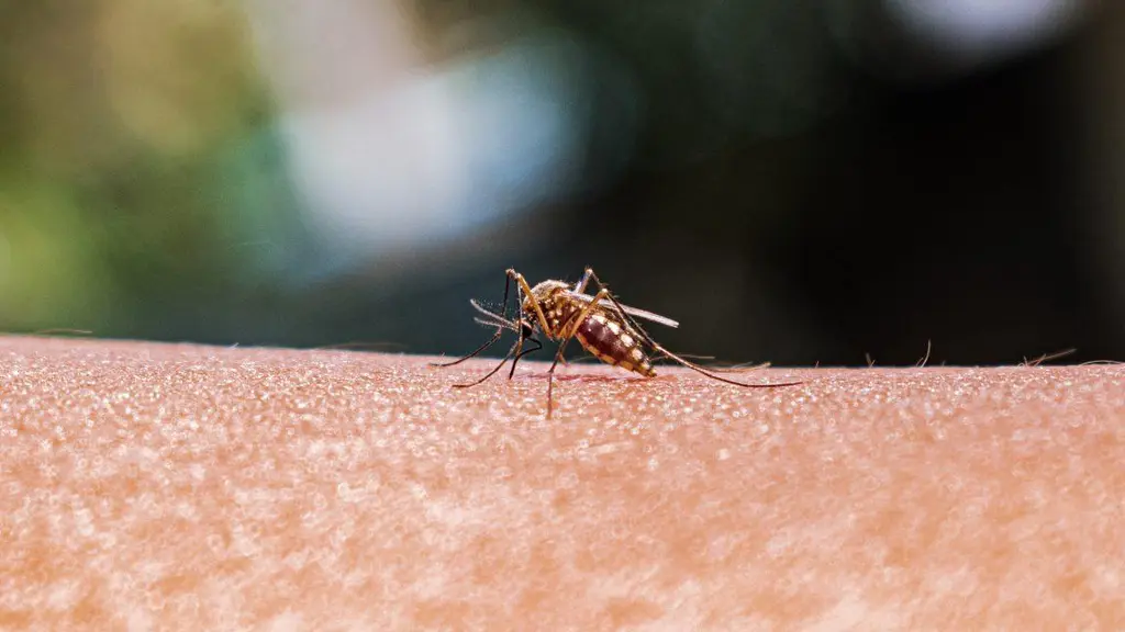 As mosquito ranges expand, better monitoring is key to preventing disease