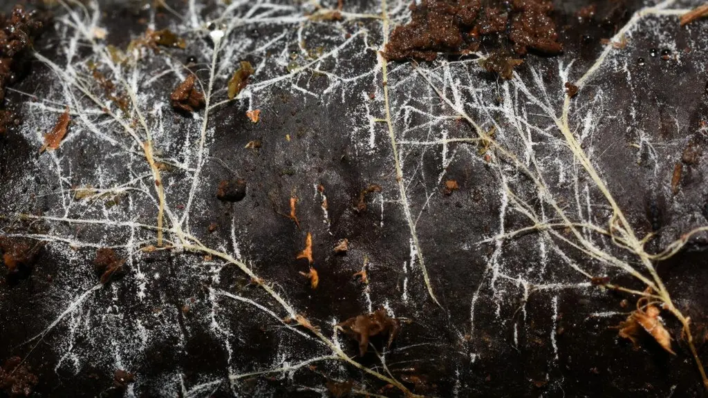 Threads of underground fungal networks are long enough to reach beyond the…
