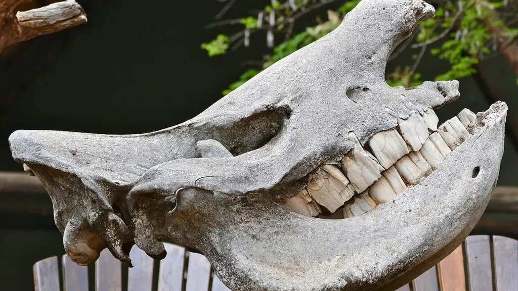 Experiments reveal that Neanderthals used rhino teeth as hammers
