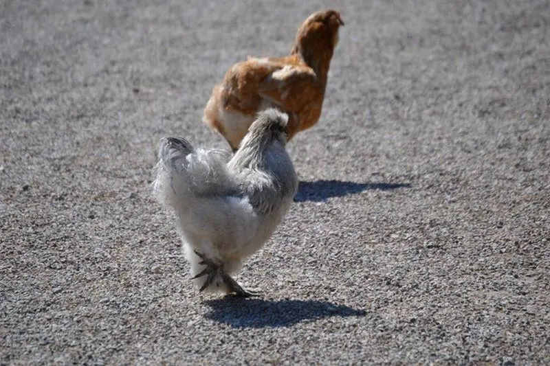 Why Did the Chicken Cross the Road? The History Behind the World's Most Famous…
