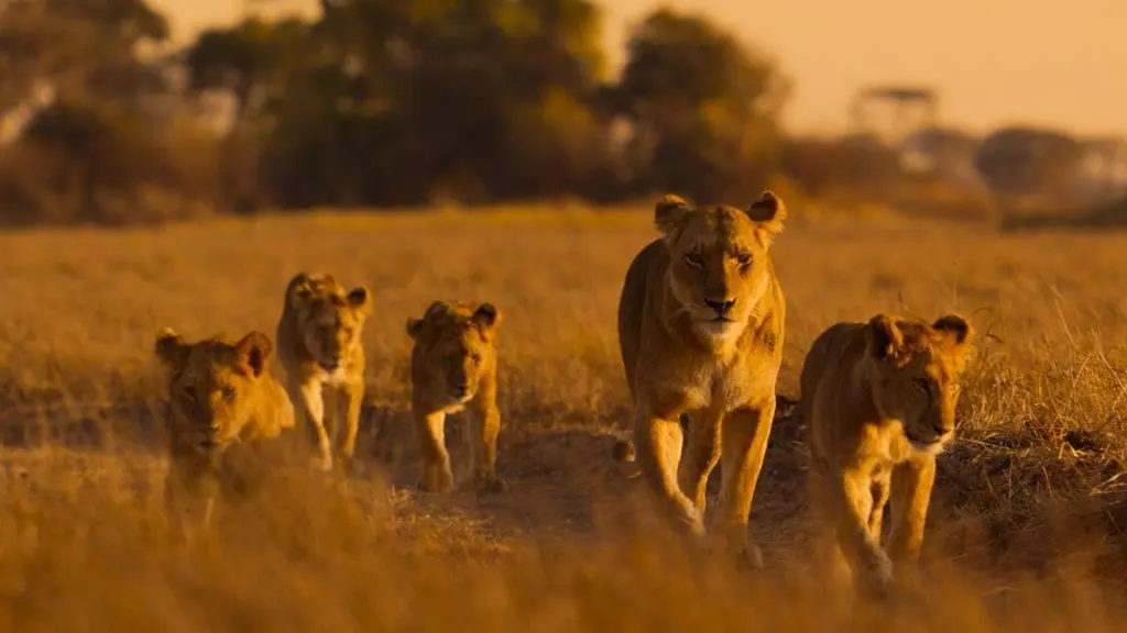 Lions and cheetahs and chimps, oh my: a spotlight on Africa's diverse wildlife