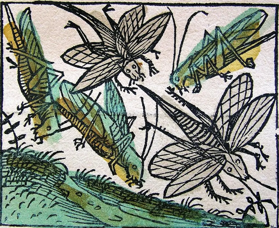 The Secret Lives of Insects