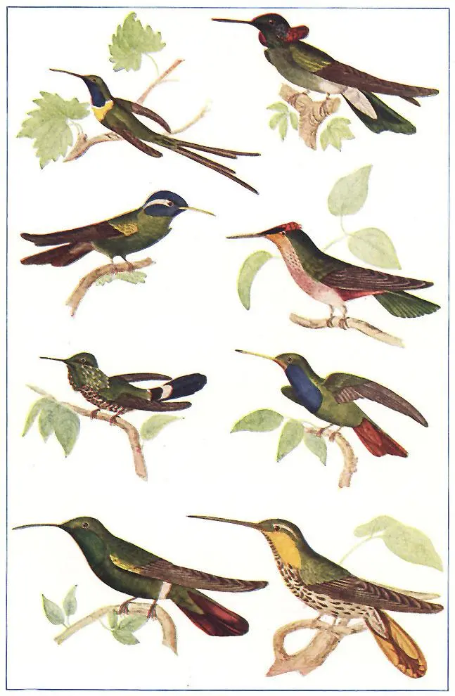 1,300+ Hand-Colored Wildlife Illustrations Now Available in The Naturalist’s…