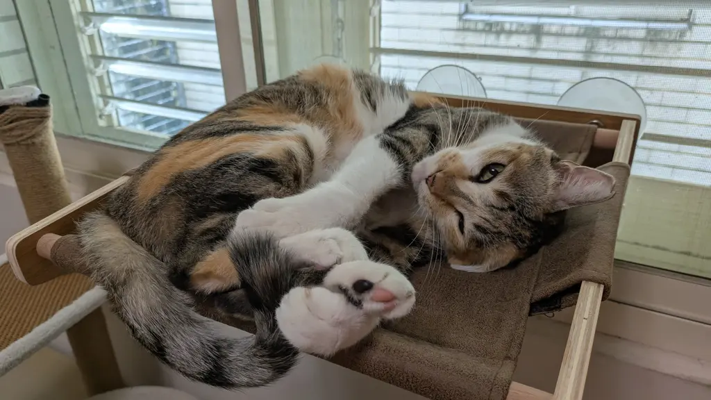 我家的貓很可愛吧？