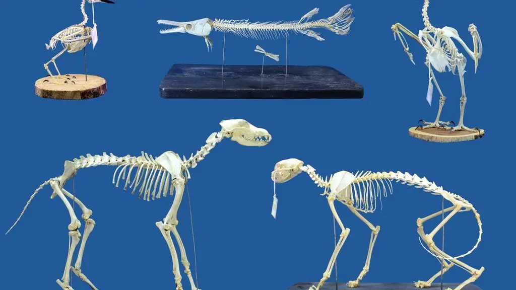 Museums could use ravenous superworms to clean skeletons