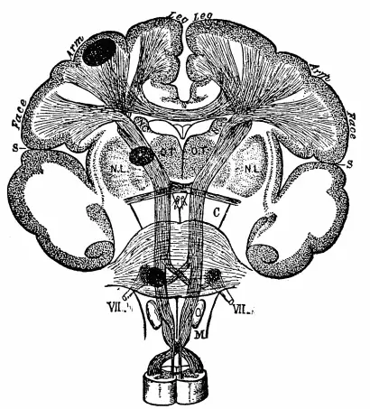 The empty brain