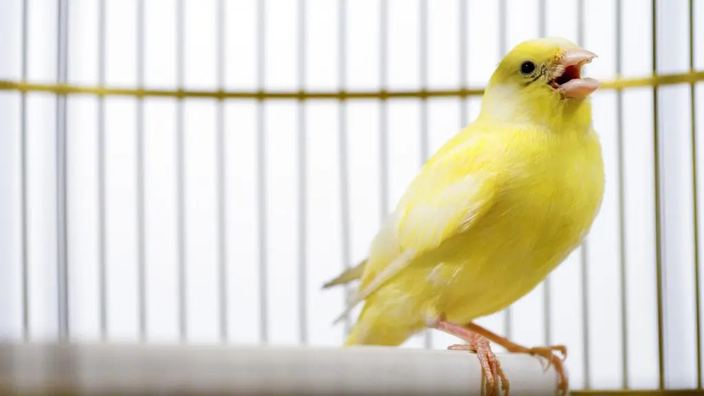 In Canada, a "canary trap" springs shut—and IDs election database leak