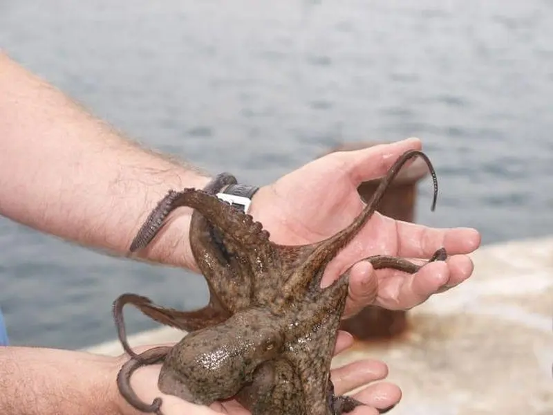 What If Cephalopods Are the Closest Thing to Alien Intelligence?