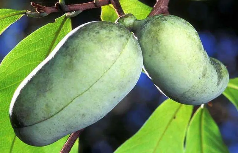 What Is the Pawpaw? North America's Lost Fruit