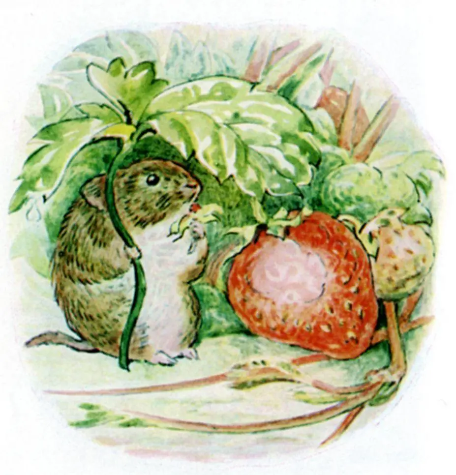 Beatrix Potter was obsessed with fungi – and she was quite the naturalist