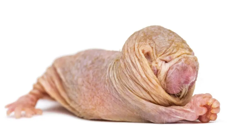 Naked mole-rat queens keep their colonies in line with a scent