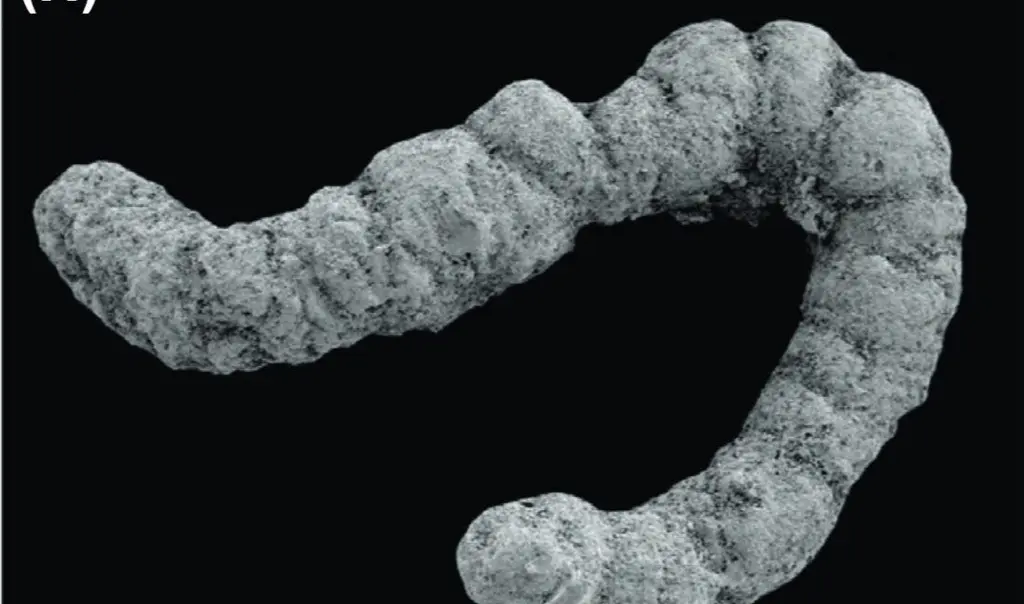 Feces fueled a flurry of evolution during the Cambrian, study suggests