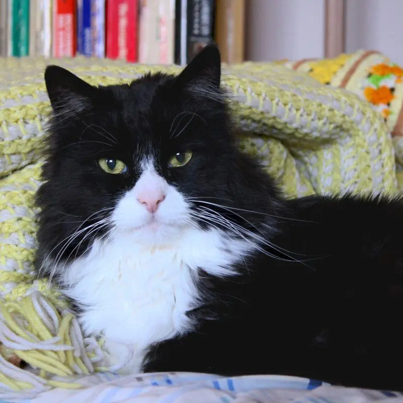 Meet These Delightful Bookshop Cats (and One Dog!)