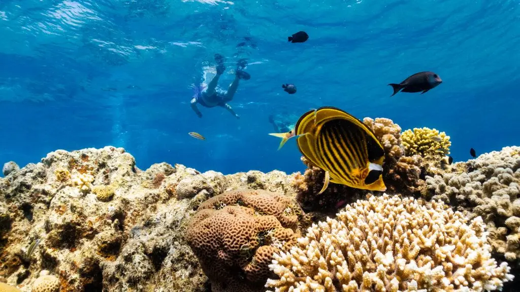 As global warming threatens corals, scientists search for reefs that can take…