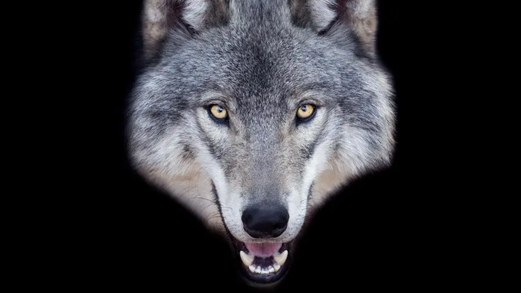 After wolf escaped zoo, man arrested for creating fake AI sighting “for fun”