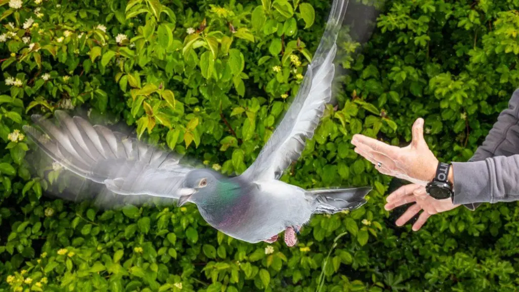 How pigeons exploit magnetic fields for navigation