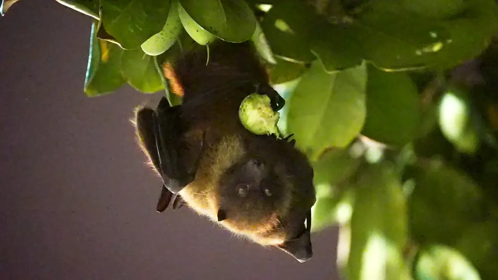 🦇🦇🦇