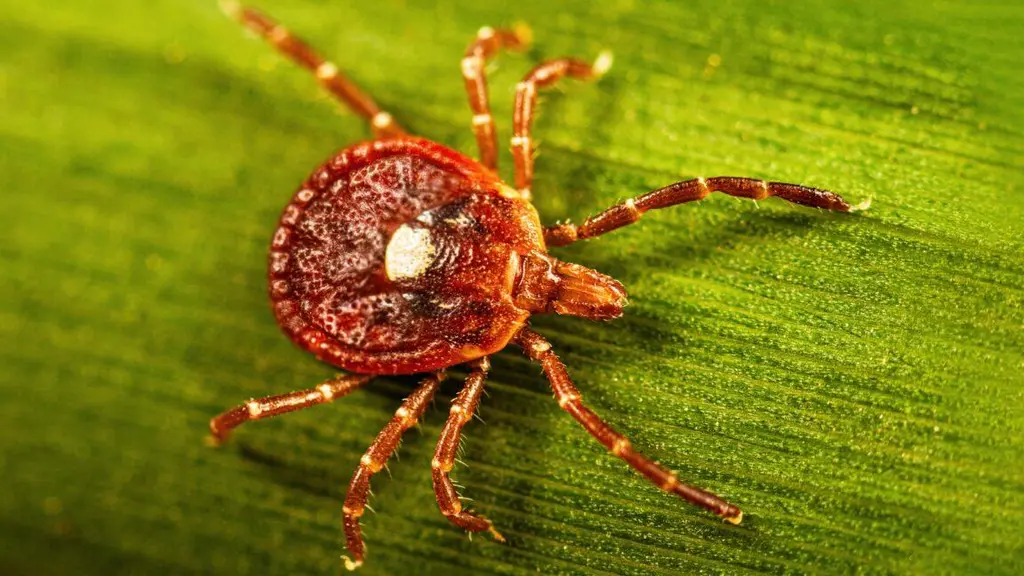 Surprisingly large number of people may have marker for tick-linked meat allergy