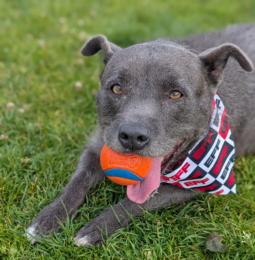 At EFF, we believe only one thing is cuter than our pets and that's our pets…