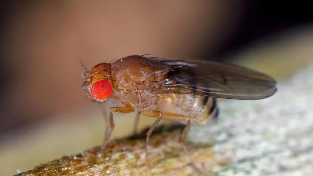 Fruit flies remember their larval diet, which influences their longevity