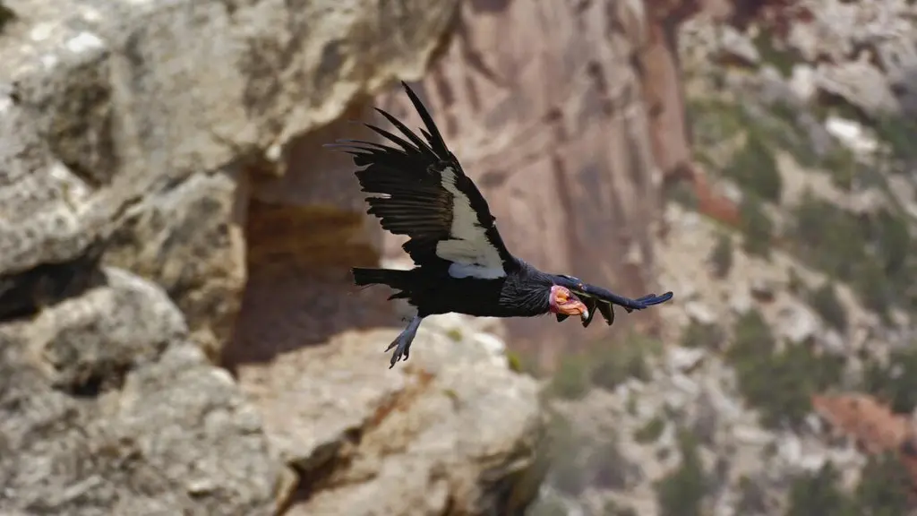 New effort will get genome sequences for entire Endangered Species list