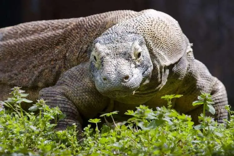 Flores Hobbits scavenged Komodo dragons' elephant kills, study suggests