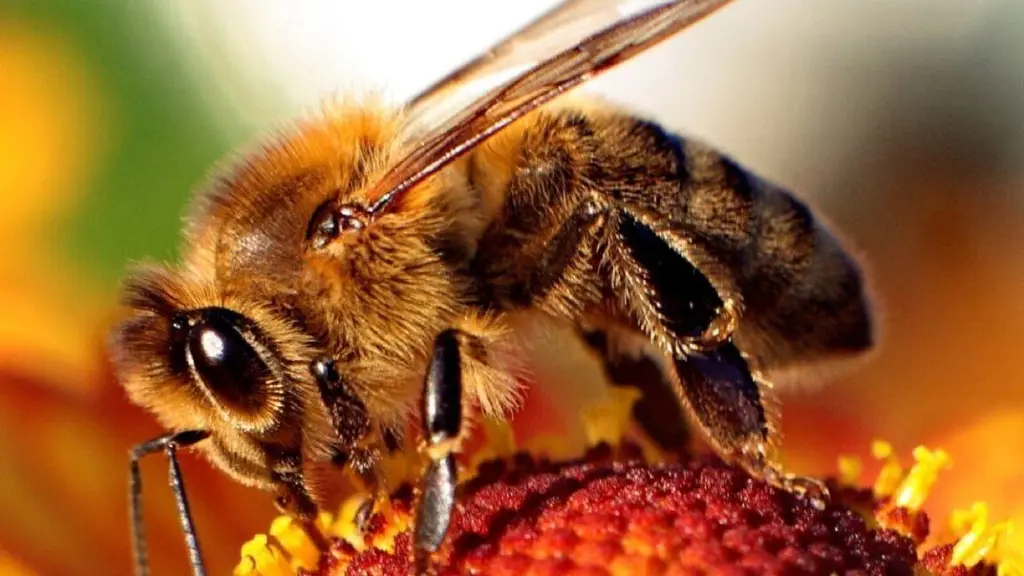 Honey bee stingers are double-piston venom pumps