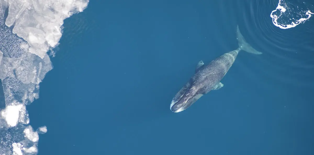 Preview image for Centuries-old logbooks reveal how bowhead whales are recovering from near-extinction